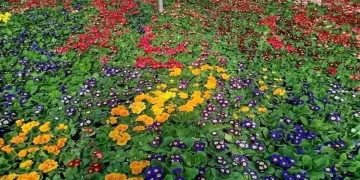 بزرگترین گل کاری نوروزی در مشهد