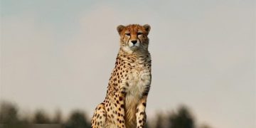 رانندگان در مسیر مشهد مراقب یوزپلنگ ایرانی باشند