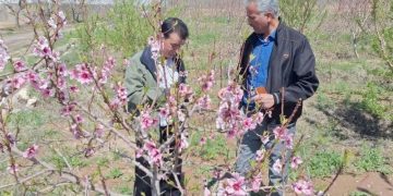 خسارت ۲۲۷ میلیارد تومانی به باغات نیشابور بر اثر سرمازدگی