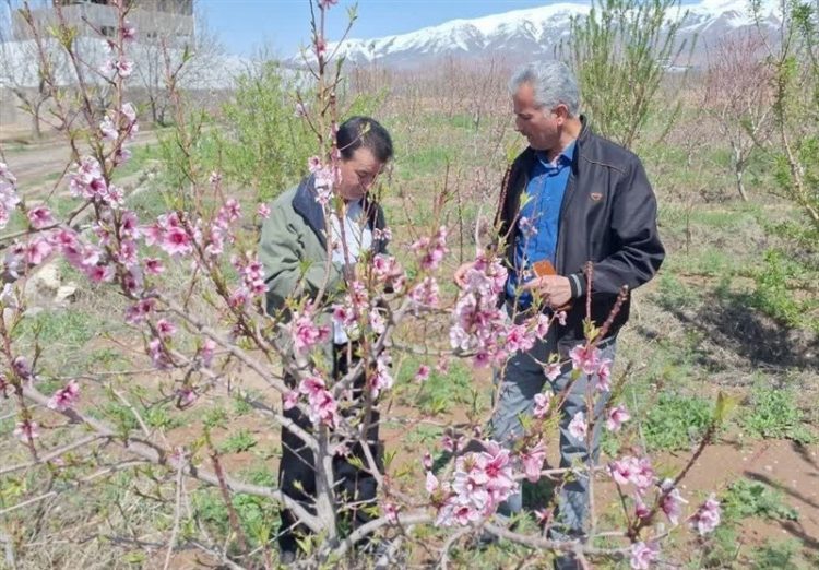 خسارت ۲۲۷ میلیارد تومانی به باغات نیشابور بر اثر سرمازدگی