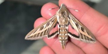 هجوم شاپرک‌ها به مشهد آفت و خطری ندارد