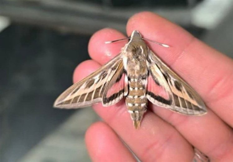 هجوم شاپرکها به مشهد آفت و خطری ندارد