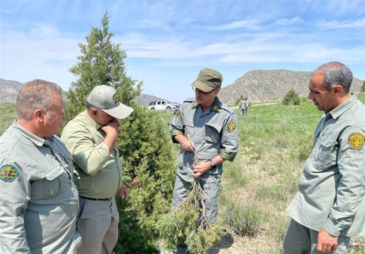 حمله آفت چوب خار به جنگل‌های ارس هزار مسجد‌ +تصویر