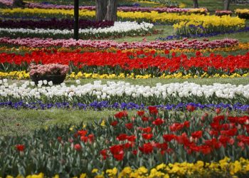 جشنواره گل های لاله مشهد