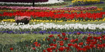 جشنواره گل های لاله مشهد