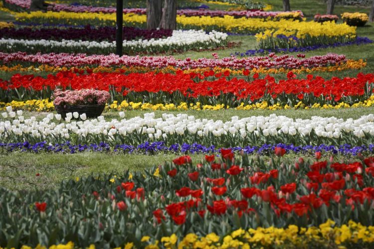 جشنواره گل های لاله مشهد