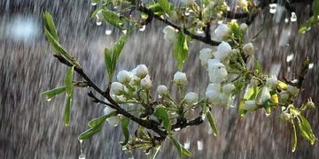 هوای کلانشهر مشهد برای سومین روز پیاپی پاک است