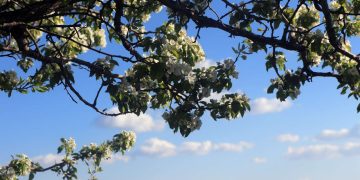 دمای هوای خراسان‌رضوی ۶ درجه افزایش می‌یابد