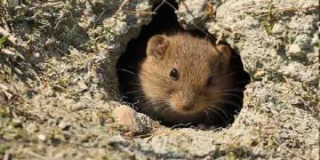 مشهد رتبه نخست کشور در مبارزه با جوندگان را کسب کرد