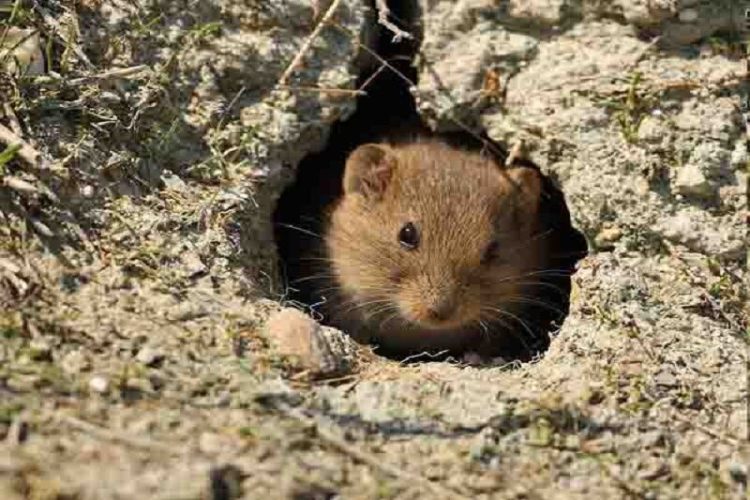 مشهد رتبه نخست کشور در مبارزه با جوندگان را کسب کرد