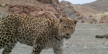 پلنگ در تربت حیدریه جان جو‌انی را گرفت‌