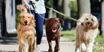 ممنوعیت سگ‌گردانی از قبل وجود داشت/برخوردها قاطع شد