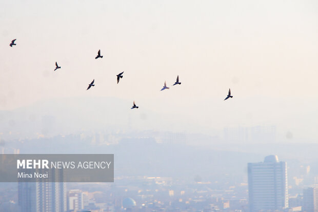 هوای مشهد ناسالم است