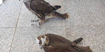 ۲ بهله پرنده شکاری ارزشمند در درگز خراسان‌ رضوی کشف شد