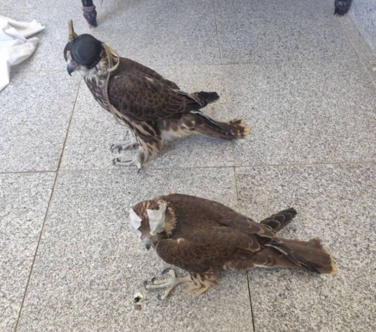 ۲ بهله پرنده شکاری ارزشمند در درگز خراسان رضوی کشف شد