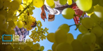 مقام اول تشکل‌های مردم نهاد فعال کشاورزی در کشور به خراسان رضوی رسید