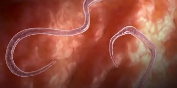 سومین کنگره بیماری‌های انگلی در مشهد برگزار شد