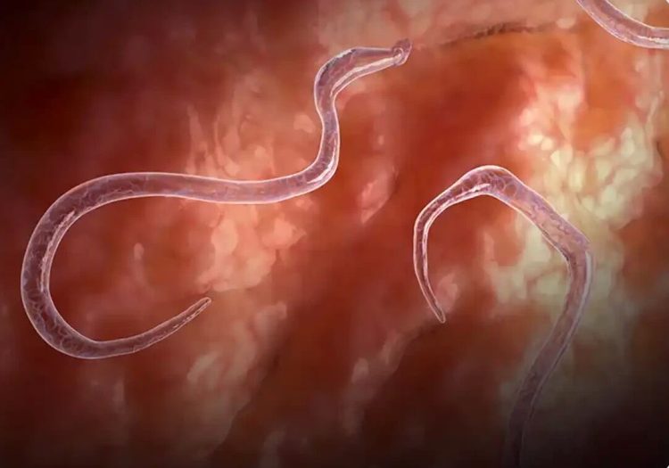 سومین کنگره بیماریهای انگلی در مشهد برگزار شد