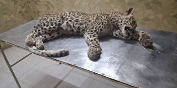 یک پلنگ جوان قربانی ورود غیرمجاز چوپان شد