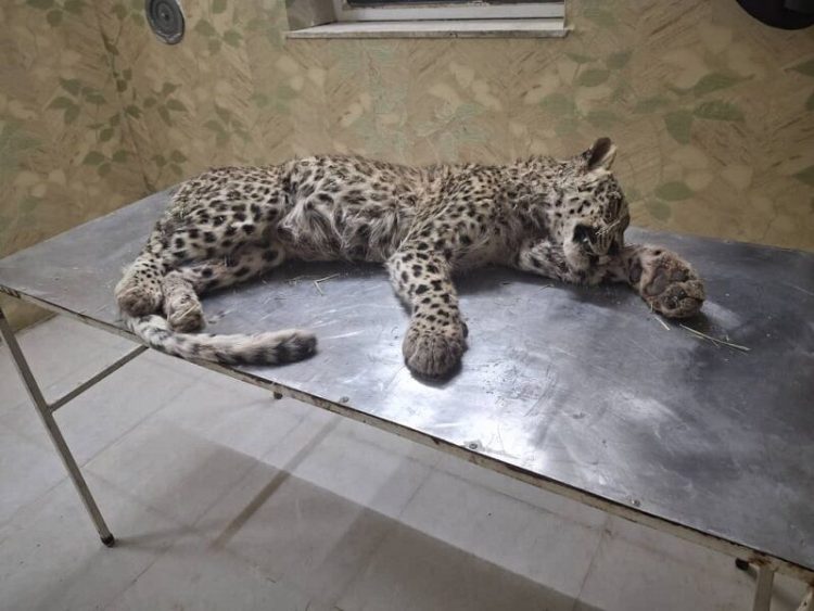 یک پلنگ جوان قربانی ورود غیرمجاز چوپان شد