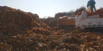 بازیافت سبز در مشهد/تبدیل ۳۶۵۰ تن ضایعات فضای سبز به کود آلی