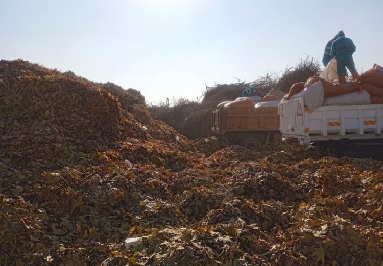 بازیافت سبز در مشهد/تبدیل ۳۶۵۰ تن ضایعات فضای سبز به کود آلی