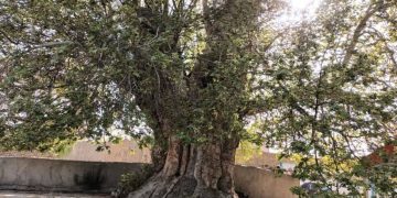 درخت چنار ۵۰۰ ساله در گلمکان مشهد، ثبت ملی را انتظار می‌کشد