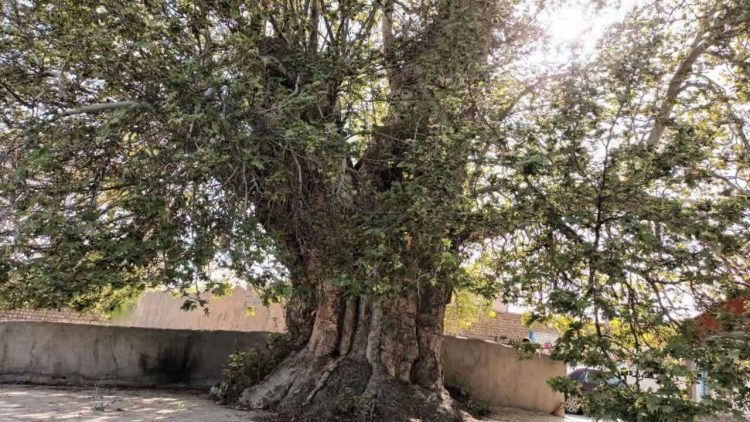 درخت چنار ۵۰۰ ساله در گلمکان مشهد، ثبت ملی را انتظار می‌کشد