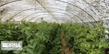 شمار گلخانه‌های تجاری و کوچک مقیاس خراسان رضوی رو به رشد است
