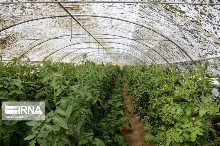 شمار گلخانههای تجاری و کوچک مقیاس خراسان رضوی رو به رشد است
