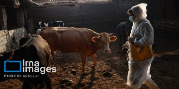 سویه جدید تب برفکی در خراسان رضوی، بازار دام مشهد ۲۸ روز تعطیل شد