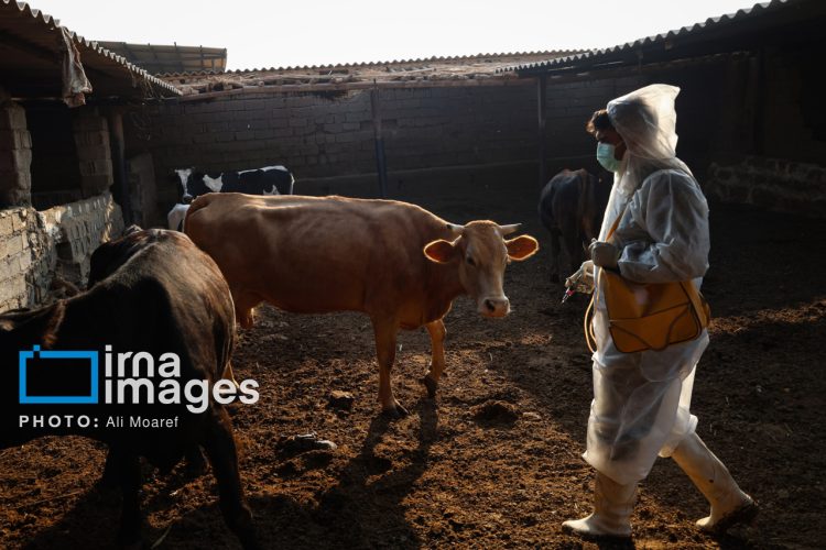 سویه جدید تب برفکی در خراسان رضوی، بازار دام مشهد ۲۸ روز تعطیل شد