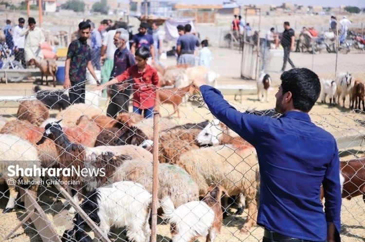 زنگ خطر کمبود لبنیات و گوشت با شیوع جدی تببرفکی در برخی دامداریها به صدا درآمد