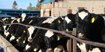 شناسایی نخستین مورد مشکوک سویه آفریقایی تب برفکی در نیشابور