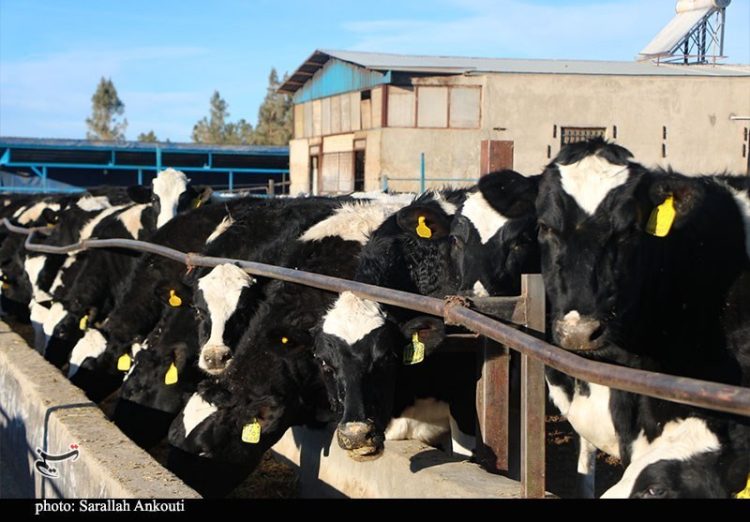 شناسایی نخستین مورد مشکوک سویه آفریقایی تب برفکی در نیشابور