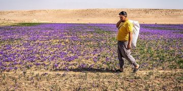 تیرخلاص خشکسالی به مزارع زعفران/تولید امسال به ۲۱ تن رسید