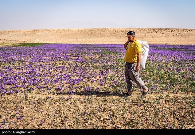 تیرخلاص خشکسالی به مزارع زعفران/تولید امسال به ۲۱ تن رسید