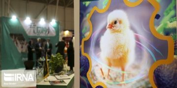 نمایشگاه دام و طیور مشهد با هدف پیشگیری از شیوه تب برفکی لغو شد