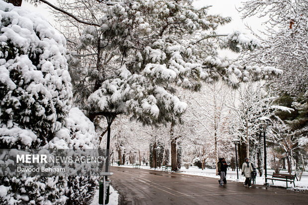 جمعآوری ۱۱۱ مورد درخت و سرشاخه سقوطی بر اثر بارش برف در مشهد