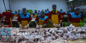 قرارداد حمایتی برای تولید ۲ هزار و ۶۰۰ تن گوشت مرغ در خراسان رضوی امضاء شد