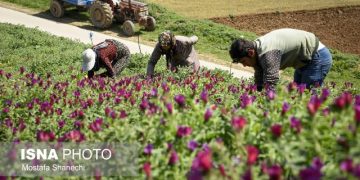 اجرایی‌سازی سند ملی گیاهان‌دارویی در دانشگاه علوم پزشکی مشهد